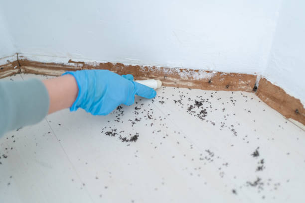 Best Local Pest Control Services  in Ina, IL
